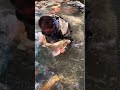 錦鯉/97cm モンスター池上げ/仙助　Pond Harvest　97cm　Big Koi