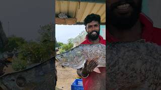 ஒரிஜினல் கொடுவா மீன் கிலோ 650 ரூபா 🐠🐟🐳🦈🦈🦈