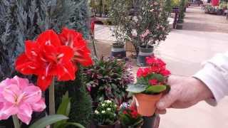 Civano Nursery Holiday Plants