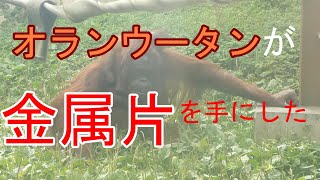 背中に赤ちゃんを乗せたお母さんオランウータン、金属片を手にすると…【衝撃】