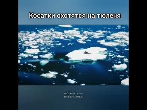 Косатки охотятся на тюленя