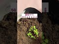 【最新版】植えた押しフルーツの経過報告🍓 押し花 pressedflower まつぼっくり 押しフルーツ 自由研究 shorts いちご栽培