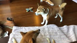 ピアノの音で遠吠えする柴犬