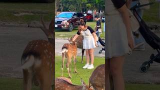 鹿に触れ気分は最高😃外国人観光客Nara Park🫎