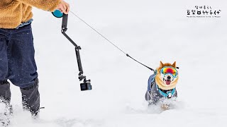 雪の扱いにはこなれた柴犬 潜る走る柴ドリルで爽快です