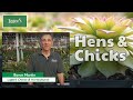 Hens and Chicks Plant ~ How to Grow and Care for 'Gold Nugget' Hens and Chicks