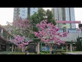 粉嶺風鈐木開花了 tabebuia rosea 4k