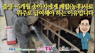 [소앤소TV-김재경원장, 상담 1661-6895] [한우사육 초보자용] 출생후~5개월까지 송아지에게 배합(농후)사료 위주로 급여해야 하는 이유입니다.