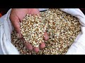 Sprouting grains for livestock feed (summary)