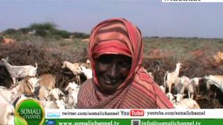 WARKA SOMALI CHANNEL Roobab ka curtay deegaano ka tirsan gobolka Cayn 05 10 2012