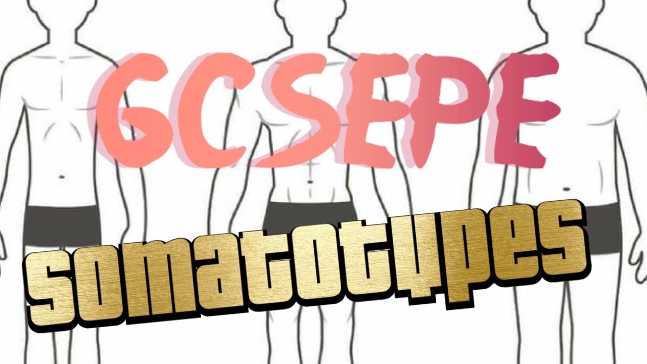 Gcse Pe Somatotypes 6 Mark Question Youtube