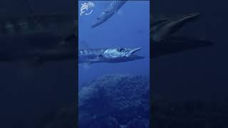 The yawning of the barracuda #barracuda #greatbarrierreef #australia #underwater #ocean #wildlife