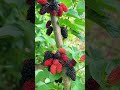 Mulberry Fruits 🍓🍓#nature #love #beautiful