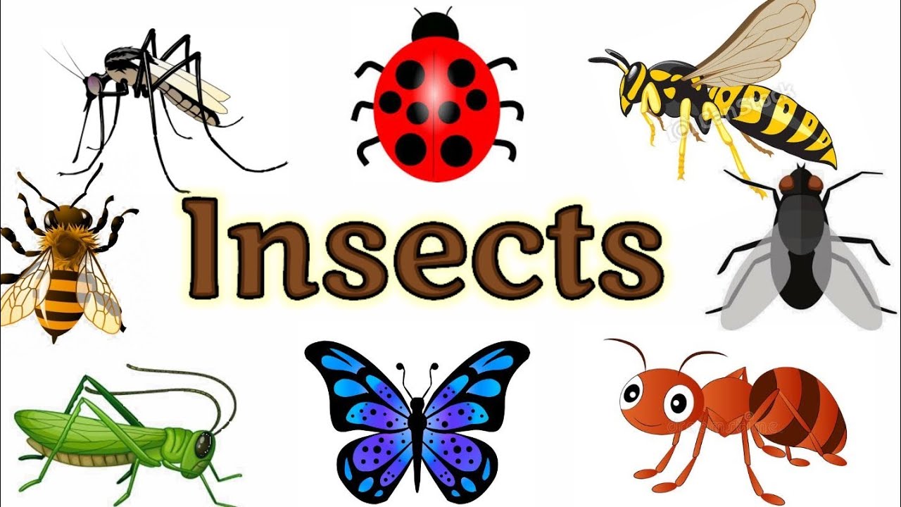 Insects Name Insects For Kids Insects Insects Name In English