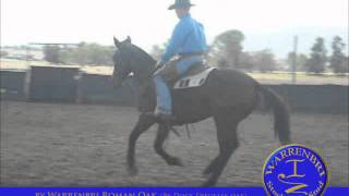 2008 Warrenbri Gelding, By Warrenbri Roman Oak, out of Warrenbri Della