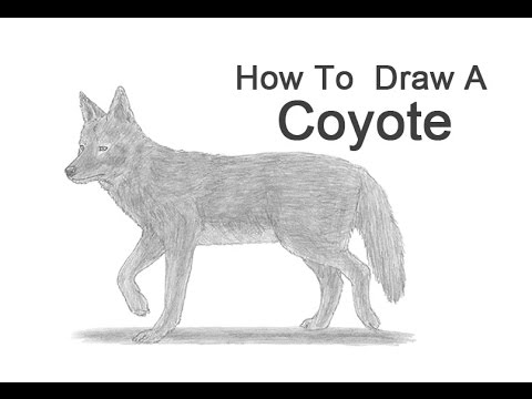 How To Draw A Coyote - YouTube