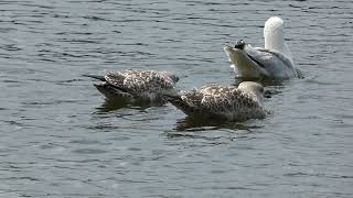 Young Herring Gulls begging