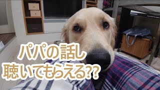 ねぇねぇ独身パパのお話し聞いてくれる？ゴールデンレトリバーティト。