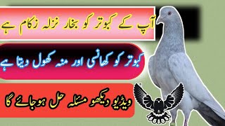 How to cure pigeon cough fever | کبوتر کی کھانسی بخار ٹھیک کرنے کا طریقہ