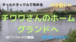 チワワさんのホームグランドで鯉釣り