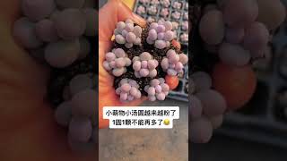 439 #多肉 #多肉植物#汤圆#小萌物多肉 #桃蛋#奶酪