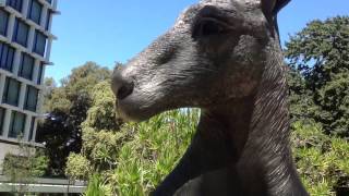 Grow while you go - interview with a kangaroo