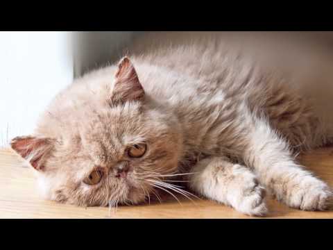 Sad Cat Diary Sad Cat Diary