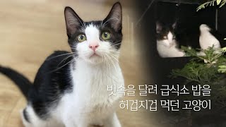 빗속을 달려 급식소 밥을 허겁지겁 먹던 고양이는 범백이었다 | 희동이 입양 갔어요