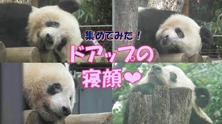 10/24【お昼寝編】シャンシャン可愛すぎるドアップの寝顔❤最高の癒しです…上野動物園【パンダ生活チャンネル】