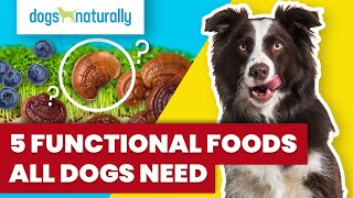 5 Functional Foods All Dogs Need
