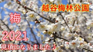 Beautiful Japanese plum blossoms: Koshigaya plum garden/越谷梅林公園（2021）春がきた♪梅ってこんなに綺麗なんですね！