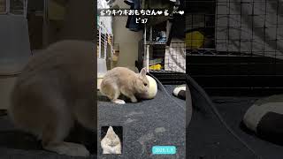 【かわいいうさぎ】うさぎのおもち #rabbit #もふもふうさぎ #うさぎ #bunny #癒し #ペット