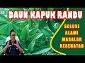 MANFAAT DAUN KAPUK RANDU UNTUK KESEHATAN DAN CARA MENGOLAHNYA