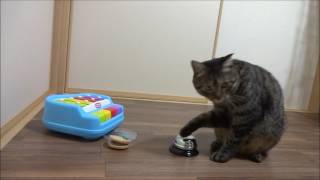 猫の面白いおてて特集