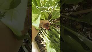 Harvesting Comfrey For Salves #homestead #permaculture #herbalism #herbalmedicine #garden #hippie