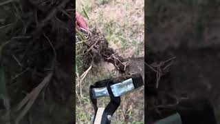 How to Remove Weeds Fast (Tool Review: Craftsman Wood Handle Weeding Hoe vs Skidger Extreme Weeder