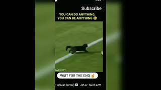 Cat scores a Goal / Black cat goal / Cat scores