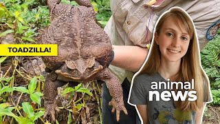 Enormous Toadzilla found in Australia | CBC Kids News