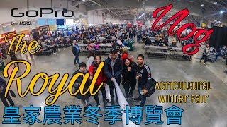 [旅拍] 皇家農業冬季博覽會｜The Royal Agricultural Winter Fair｜加拿大多倫多｜GoPro Hero6 Black