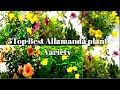 5 Variety Allamanda Flower Plant  ll Different Colour types Allamanda Flower plant  ll