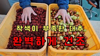 착색이 부족한 대추 완벽하게 건조하는 방법