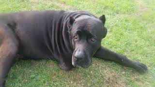 CANE CORSO 3 LEGS, my baby boy, son, best friend ❤