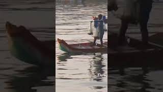 traditional castnet fishing in india / amazing fish catching Skills #shorts