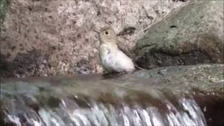 キビタキ♀）の ♪ いい湯だな～－神戸市立森林植物園－2016.10. 06-07