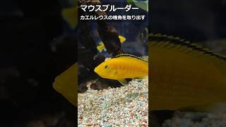 マウスブルーダーの稚魚を人工的に取り出す #アフリカンシクリッド #熱帯魚  #カエルレウス