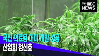 국산 의료 대마 개발 성공‥산업화 청신호 (2022.05.30/뉴스투데이/포항MBC)