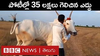 Bull Race: రూ.6 లక్షలకు కొన్న ఈ ఎద్దు.. పోటీల్లో రూ.35 లక్షలు గెలిచింది | BBC Telugu