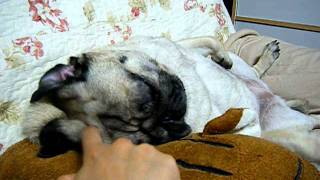 眠いのよう~。Sleepy　pug!