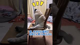 【パグ 】お気に入りの場所でお母さん待ちなぶんちゃん＃shorts＃パグ ＃Pug＃犬のいる暮らし＃シニアパグ