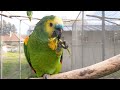 blue fronted amazon parrot and a flower